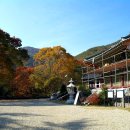 보석사   은행나무 이미지