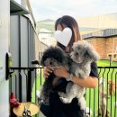 초량애견 | 부산강아지유치원 초량 멍크라운 애견놀이방 대형 잔디운동장