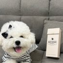 닥터바이 비욘드츄 후기:) 글루텐프리 강아지 간식 추천