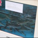 일등장터 이미지