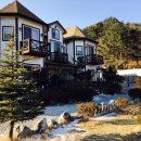 숲속의 별들 이미지