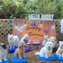 헬로우버디 분당점 이미지