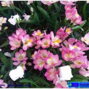 프리지아 이미지