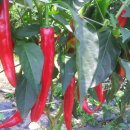 지희농장 이미지