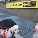 강아지유치원왕왕 | 마포구 애견유치원 &#39;강아지유치원 왕왕&#39;, 복동이 사회성 훈련 후기