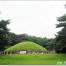 소나무 풍경 이미지