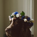 양이멍이 이미지