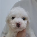 미니미니호계 이미지