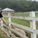 삼삼오오목장 이미지