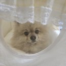 펫하우스(애견샵) | 스타필드 애견브랜드 몰리스펫샵(MOLLY’S) 하우스/장난감 구매 후기