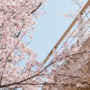 벚나무길 | 서울숲 벚꽃 2026 개화시기 및 산책 코스 서울 벚꽃 명소 추천