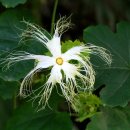 하늘타리 이미지