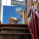 동진동물병원 이미지