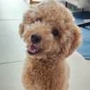 멍마고우 이미지