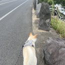 방배동할매쭈꾸미제주 이미지