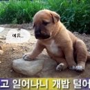 개밥주세요 이미지