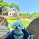 힐스토리 애견 동반 펜션 이미지