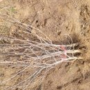 동산3리 이미지