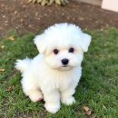 미앤멍 강아지분양 제주본점 이미지