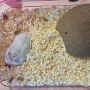 닥터강동물병원 이미지