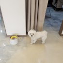 즐거운애견미용실 | 스트레스 없는 평택 애견 미용실 추천 동그리아_말티즈 스포팅+하이바 후기