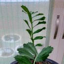 페록스 Daum카페
