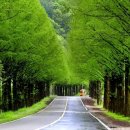 군청 메타세콰이어길 이미지