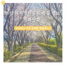 부산 벚꽃명소 대저생태공원 벚꽃 유채꽃 개화 여행 후기