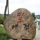 필애견훈련학교 이미지