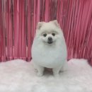 #the예쁘개 이미지