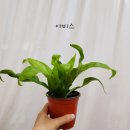 혜인즈블라썸플로리스트화훼학원