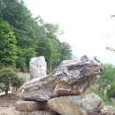 화석(규화목) 이미지