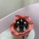 멍키매직 네이버블로그