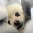 컴포즈삼정점