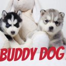 버디독 강아지분양 고양이분양 안심분양센터 인천점 이미지