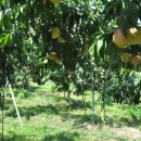 덕원관광농원 이미지