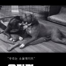 프린스펫 이미지