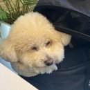 J-PARK | (강북/북서울꿈의숲) 내돈내산 브런치 맛집 J's Park 후기 애견동반 가능