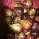 무화과민박 이미지