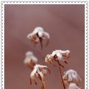 마음향기 시낭송 이미지