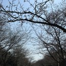 인천대공원(식물원 뒤) | 인천대공원 벚꽃 개화 진행상황(2025.04.08 기준) / 만개 예상은 다음 주!