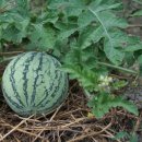 서현농장 이미지