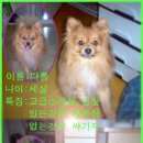 멍멍이 이미지