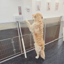 안아줄개 이미지