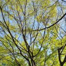 나뭇잎치과의원 이미지