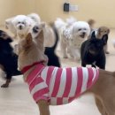 멍삼이네 이미지