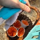 숲속농장 | 대관령 :) 숲속에 동물농장 내돈내산 방문 후기/ 아이와 가볼만한 곳 추천