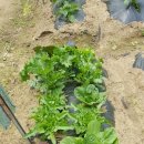 지후네 농장 이미지