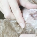 오키독키 이미지