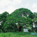 영풍 병산리 갈참나무 이미지